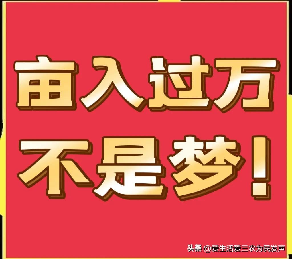 致富种植农业项目简介_农业种植致富项目_农村致富项目种植业