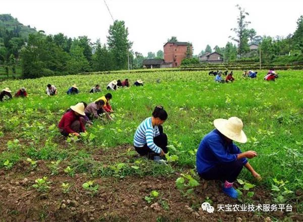 2019 中央一号文件发布，乡村产业发展存巨大机会，警惕中国农业 10 大问题