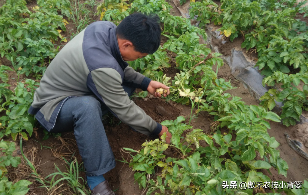 防治病虫害科学用药的措施包括_病虫害的防治研究_防治病虫害的目的