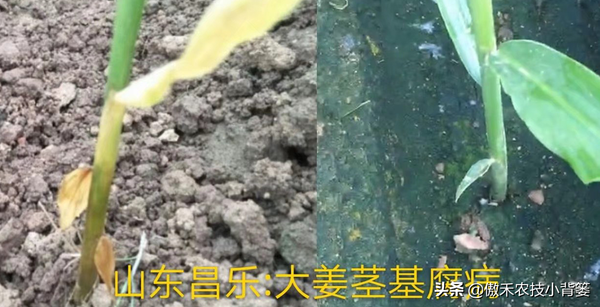 病虫害的防治研究_防治病虫害的目的_防治病虫害科学用药的措施包括