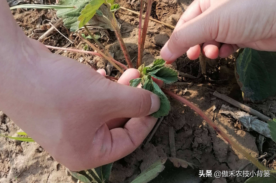 病虫害的防治研究_防治病虫害的目的_防治病虫害科学用药的措施包括