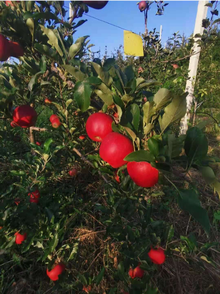 有机苹果价格_苹果手机价格范围_苹果机子价格