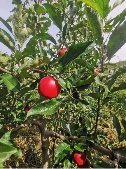 苹果手机价格范围_有机苹果价格_苹果机子价格