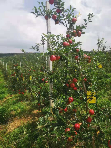 有机苹果价格_苹果手机价格范围_苹果机子价格