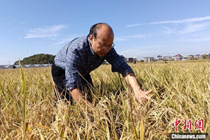 农业专家刘木华：深耕三农沃土，关注农业生产，推动乡村振兴