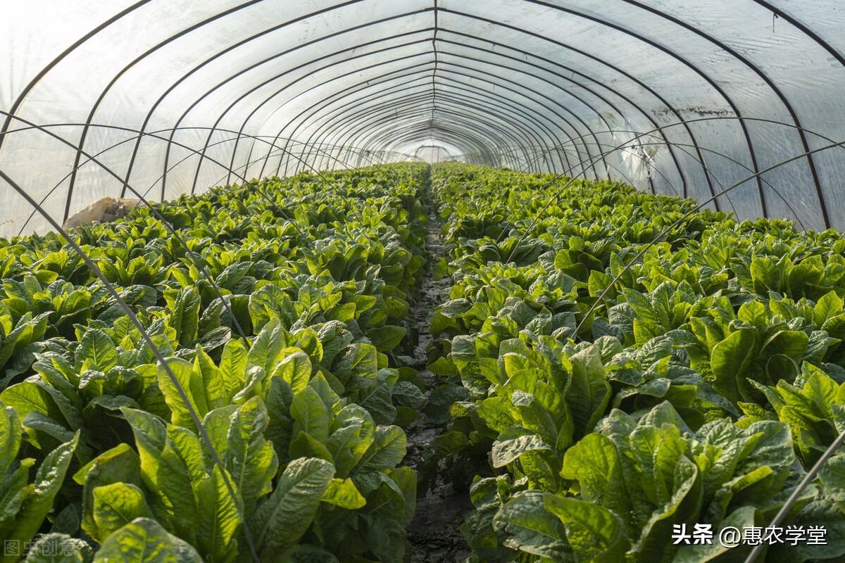 农村大棚种植蔬菜补贴政策：种多少亩地才有补贴？能补多少钱？如何申领？