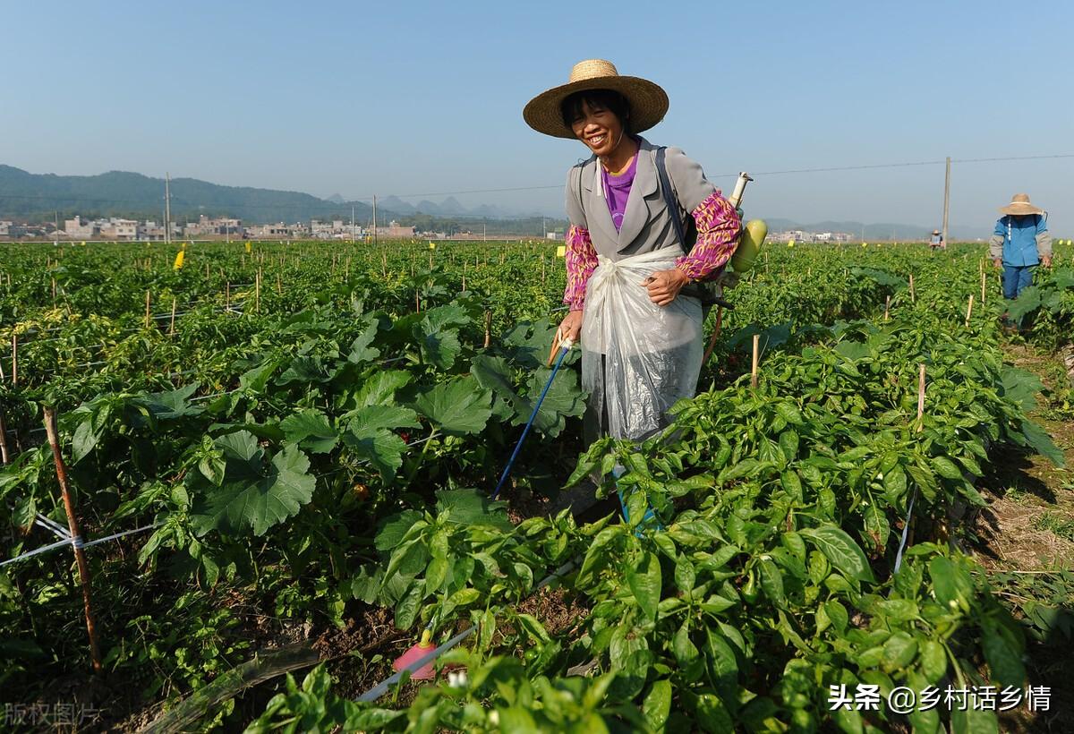 种菜实用小技巧：用食醋提升产量和质量，预防病害